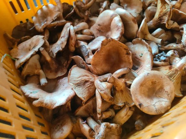旺源配资 秋季这食材抓紧吃，可鲜美了，清补润燥强免疫，全家喜爱