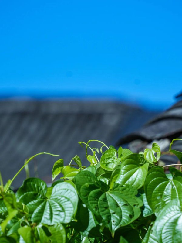 摩根证券 桐庐的夏天：喜街狂欢 + 大源溪清凉露营，一天两种快乐～